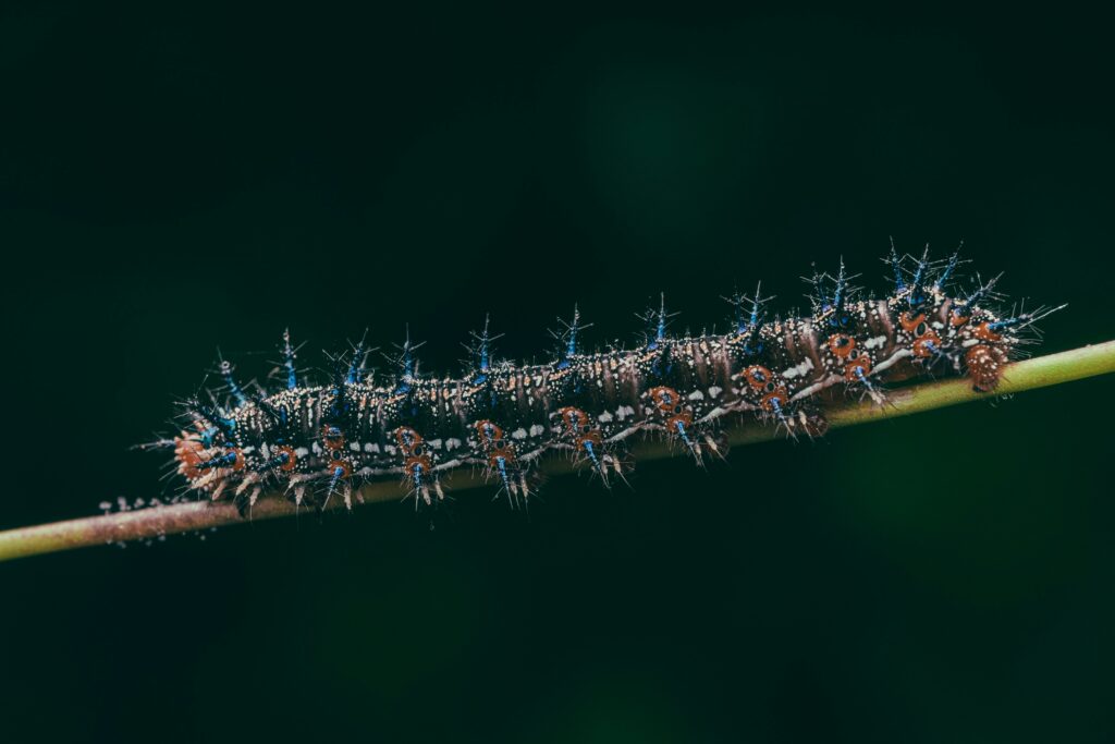 A giant stick insect camouflaged on a tree branch, resembling a twig