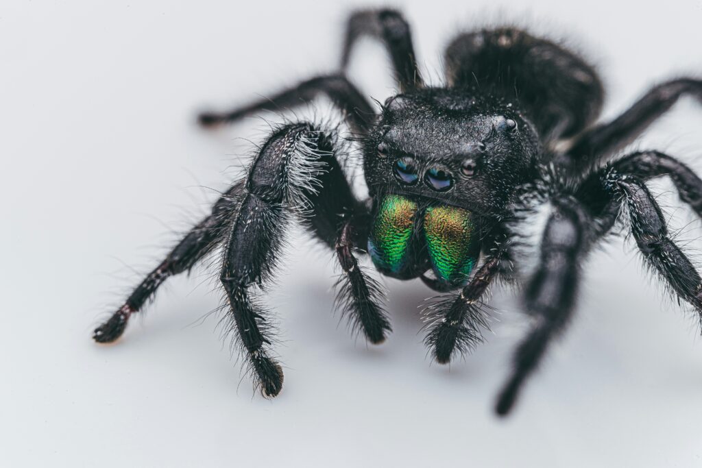 Clear photo of a black widow spider highlighting red hourglass marking