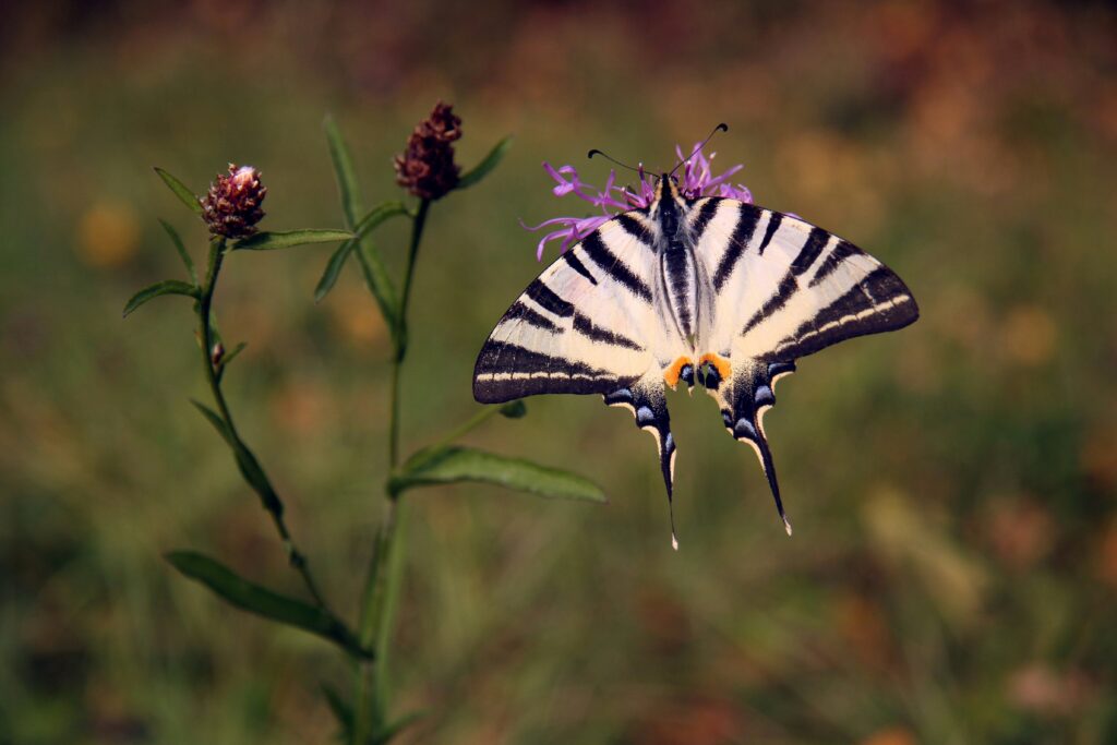 Scientist tagging a monarch butterfly's wing with a small identification sticker
