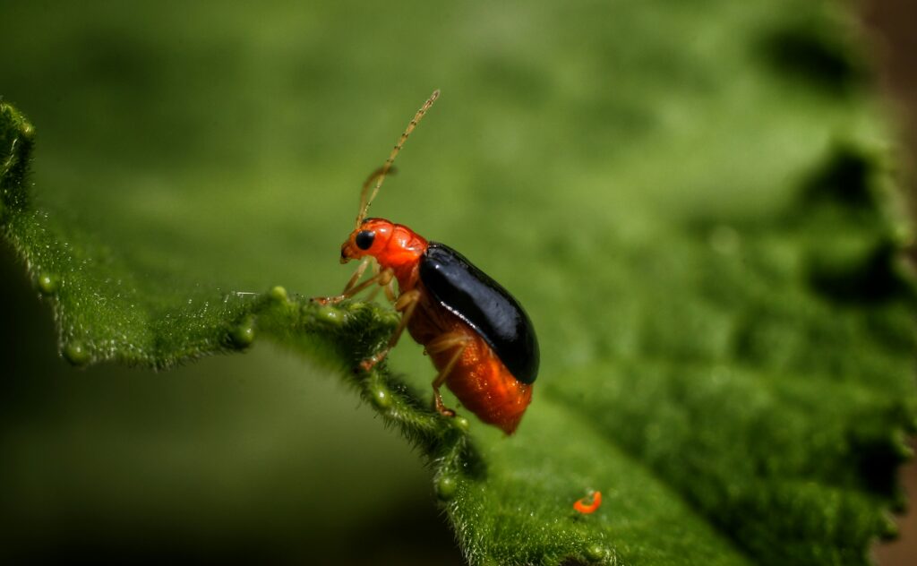 Glowing electric click beetle on a tree emitting light from thorax and abdomen