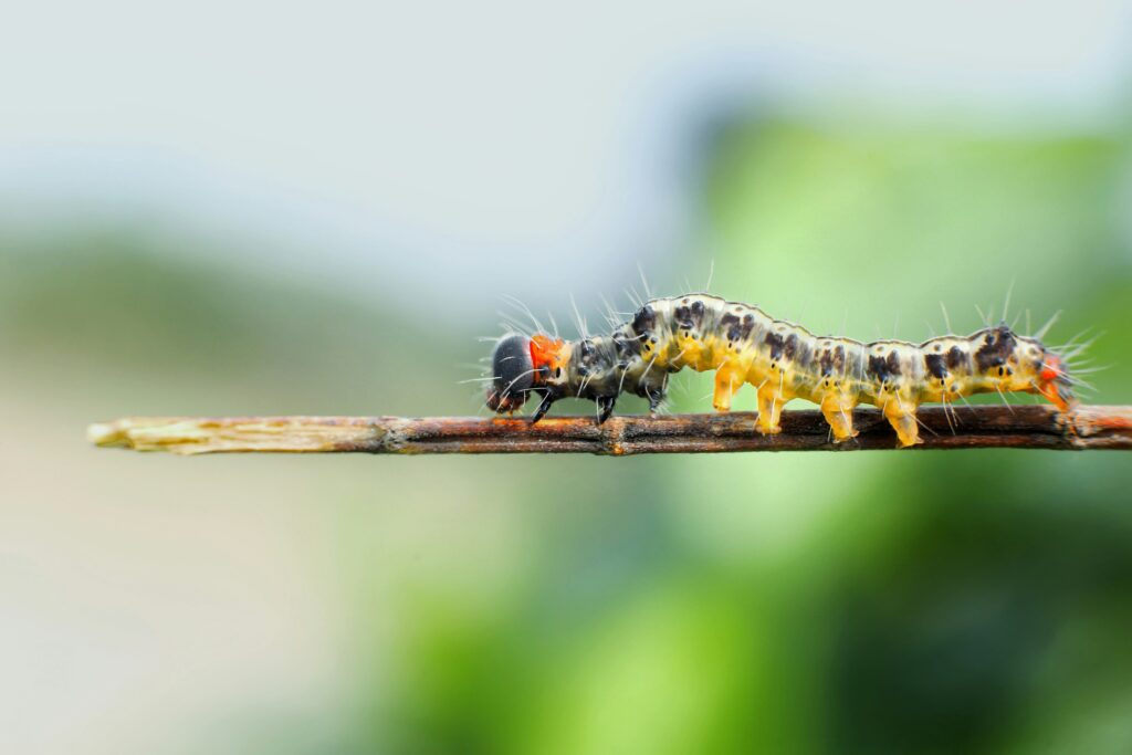 Caterpillar infested with parasitic wasp larvae emerging from its body