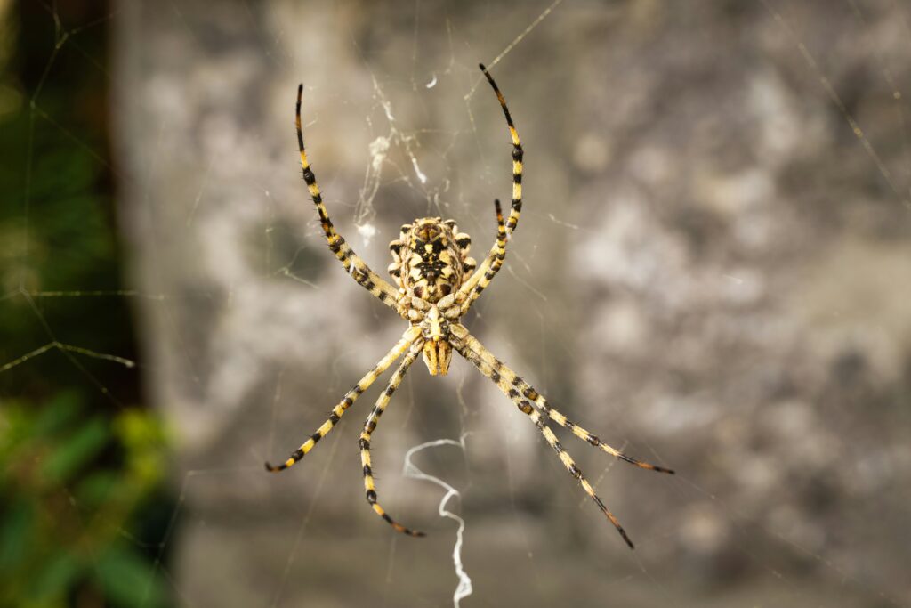 Fluorescent spider captured in an artistic blacklight photograph