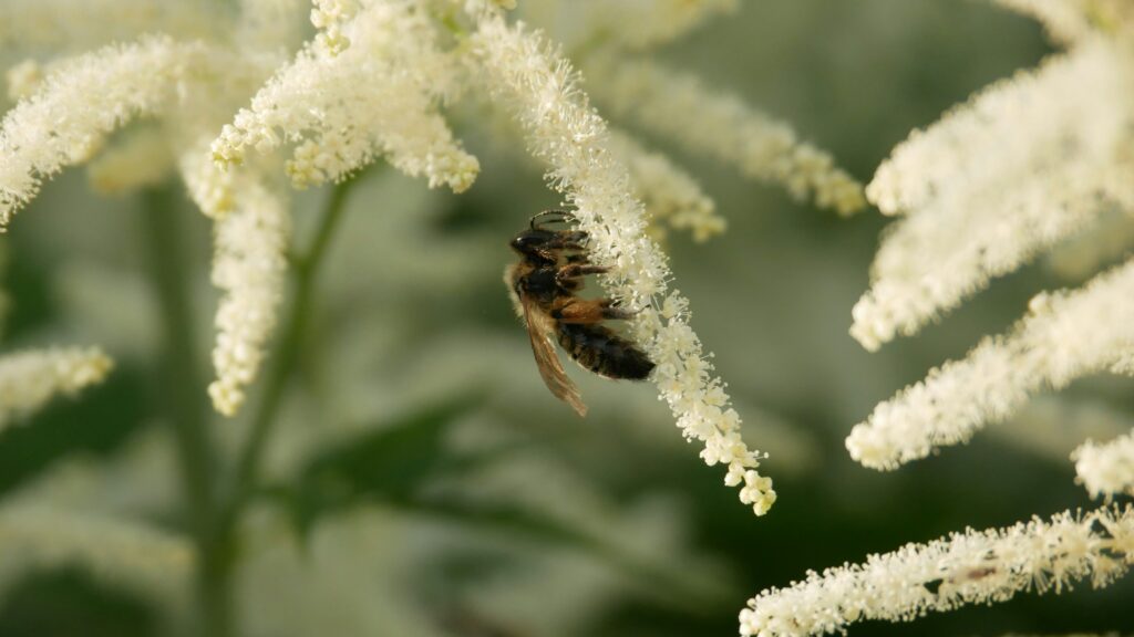 Fly pollinating a wildflower in an Arctic or alpine meadow