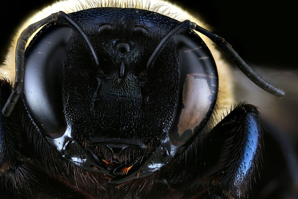 Close-up of a blind beetle with no visible eyes