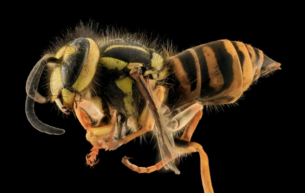 Swarm of bees generating static electricity as they fly around a hive