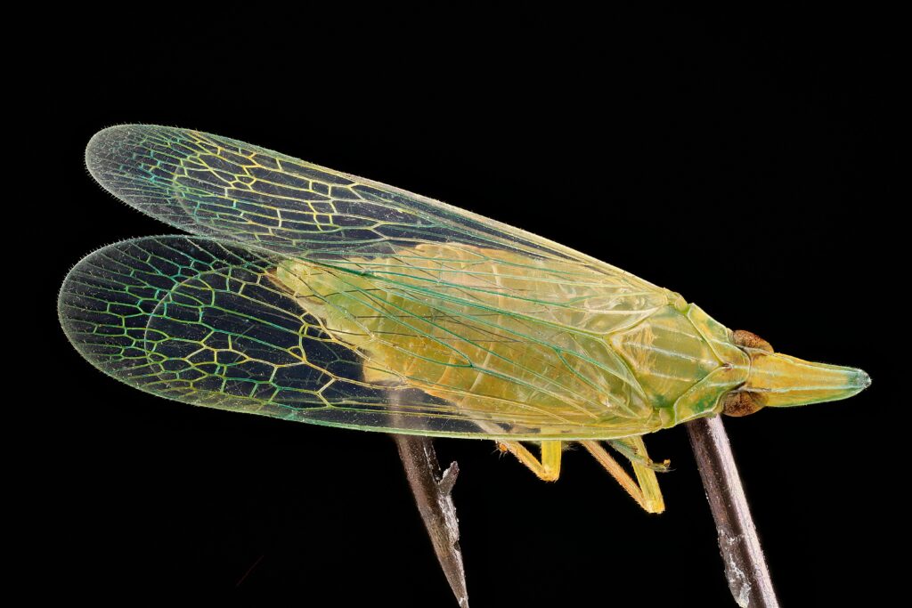 Labeled diagram showing physical features of a giant stick insect