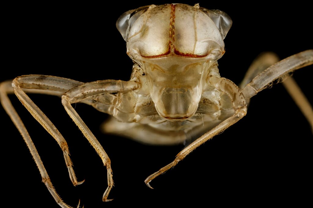Close-up of a parasitized insect showing unnatural posture due to behavioral manipulation