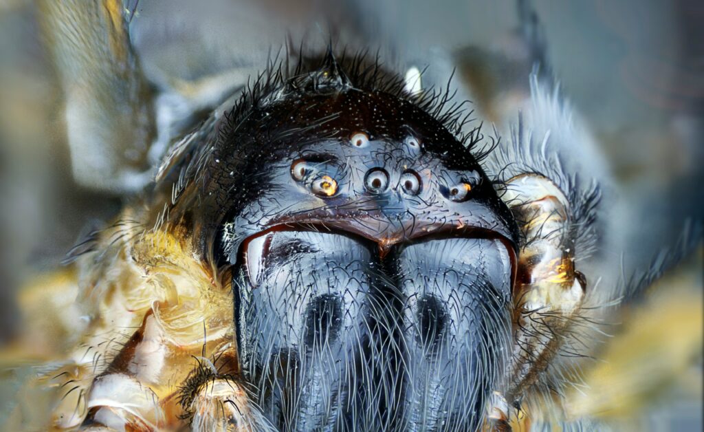 A hand holding a calm and docile tarantula known for safe handling