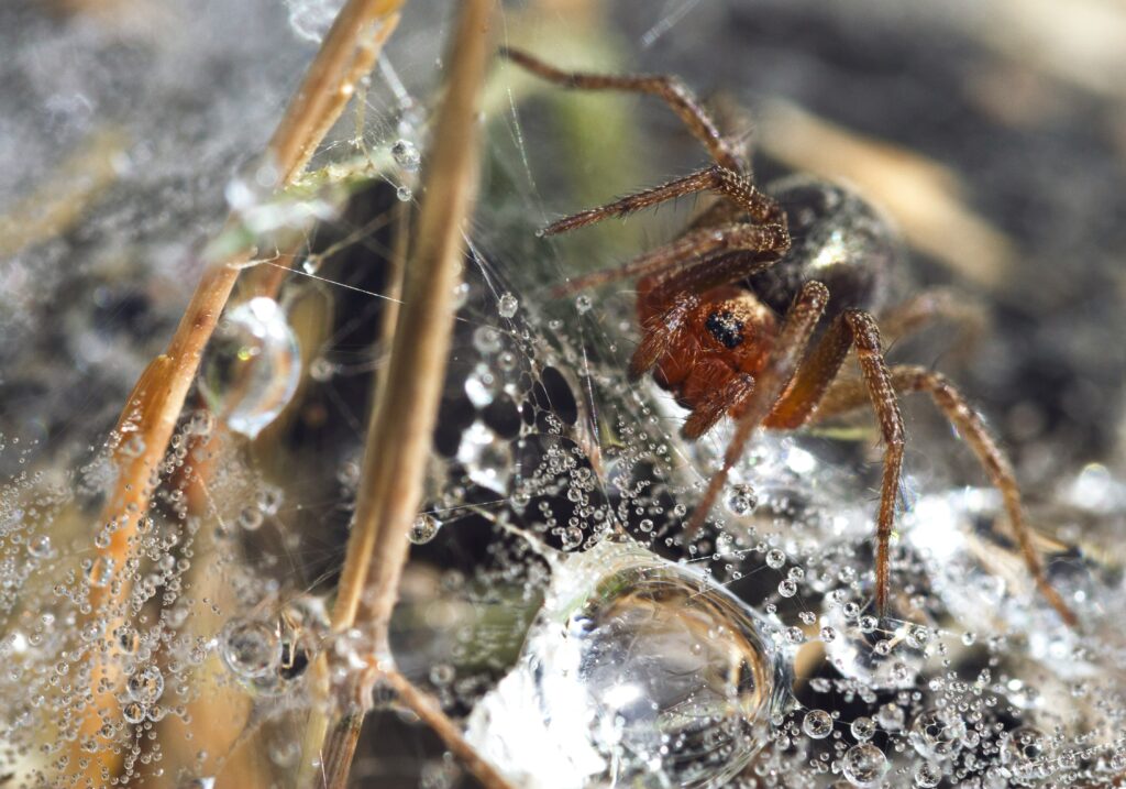 Spider in habitat at risk due to global climate shifts