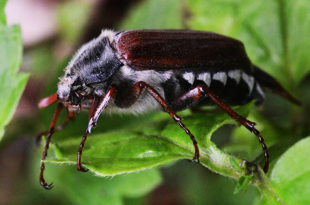 A vibrant Goliath beetle with spotted wings crawling on a branch