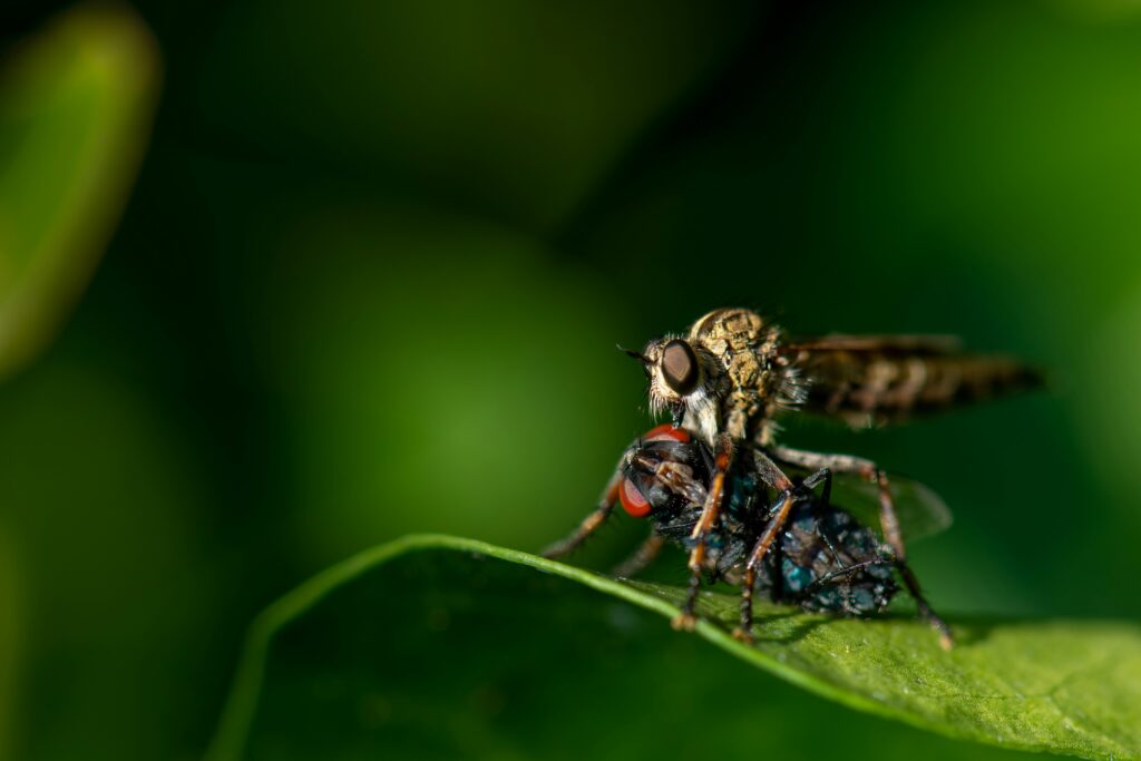 insect prey food web, frogs eating insects, birds feeding on bugs