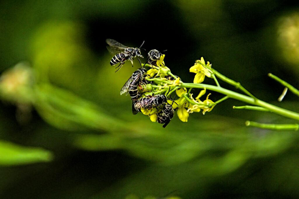 Agricultural drone releasing beneficial wasps in a commercial crop field