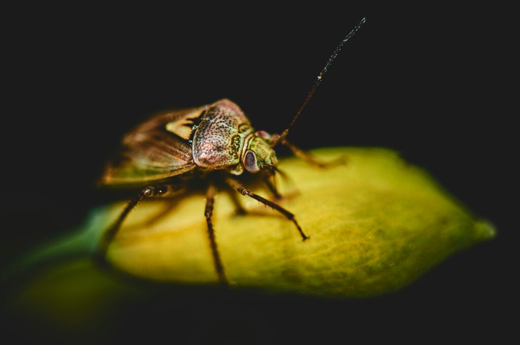 Concept art of futuristic insect-based energy harvesting systems