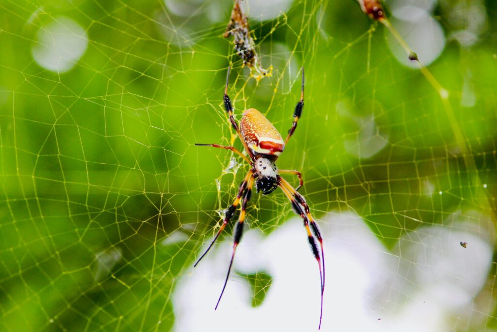 Social spiders clustering together in cold or dry regions
