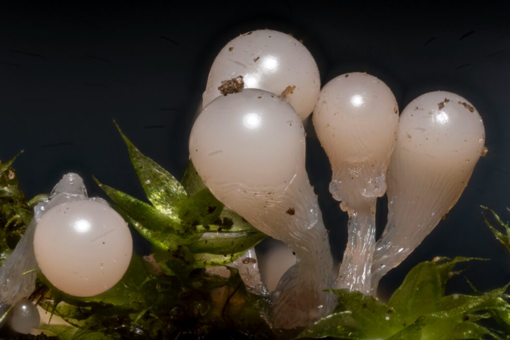Trichogramma wasp parasitizing moth eggs on a crop plant