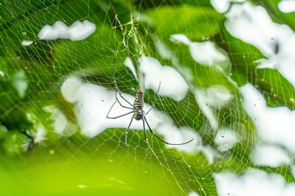 A child learning about spiders and insects on a farm.