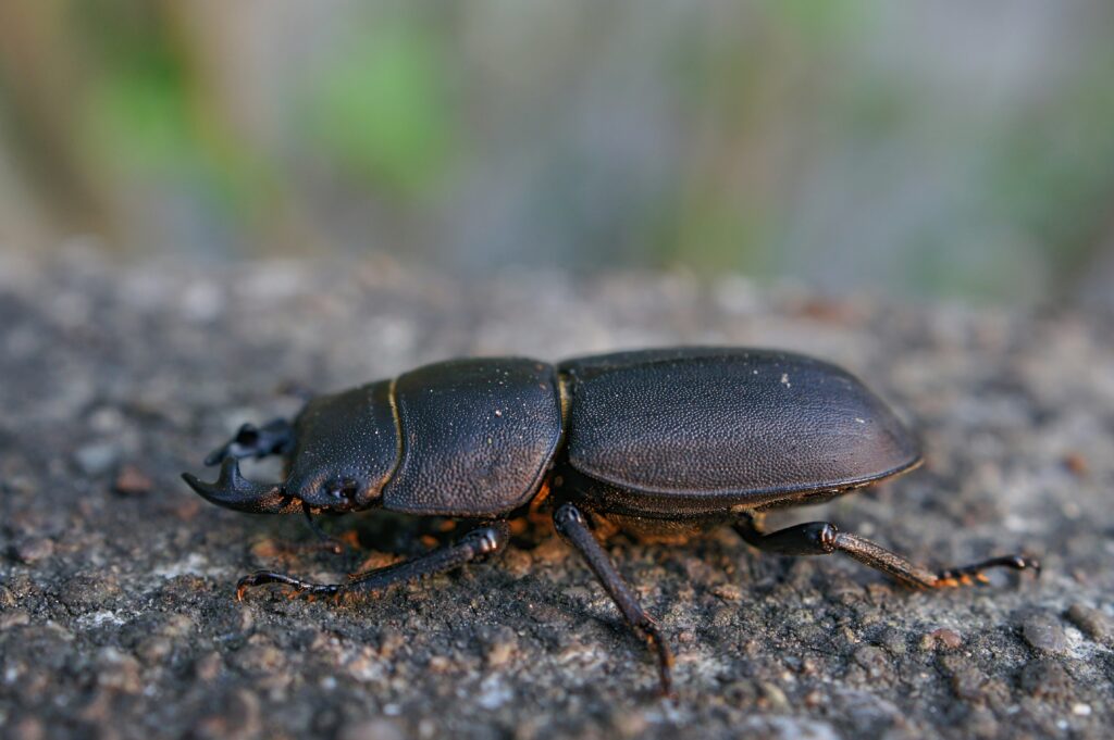 A Hercules beetle with long horn resting on bark