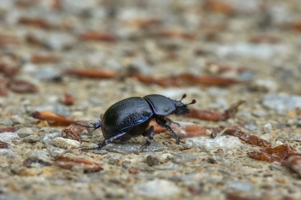 Graphic showing high temperature of the bombardier beetle’s spray during attack