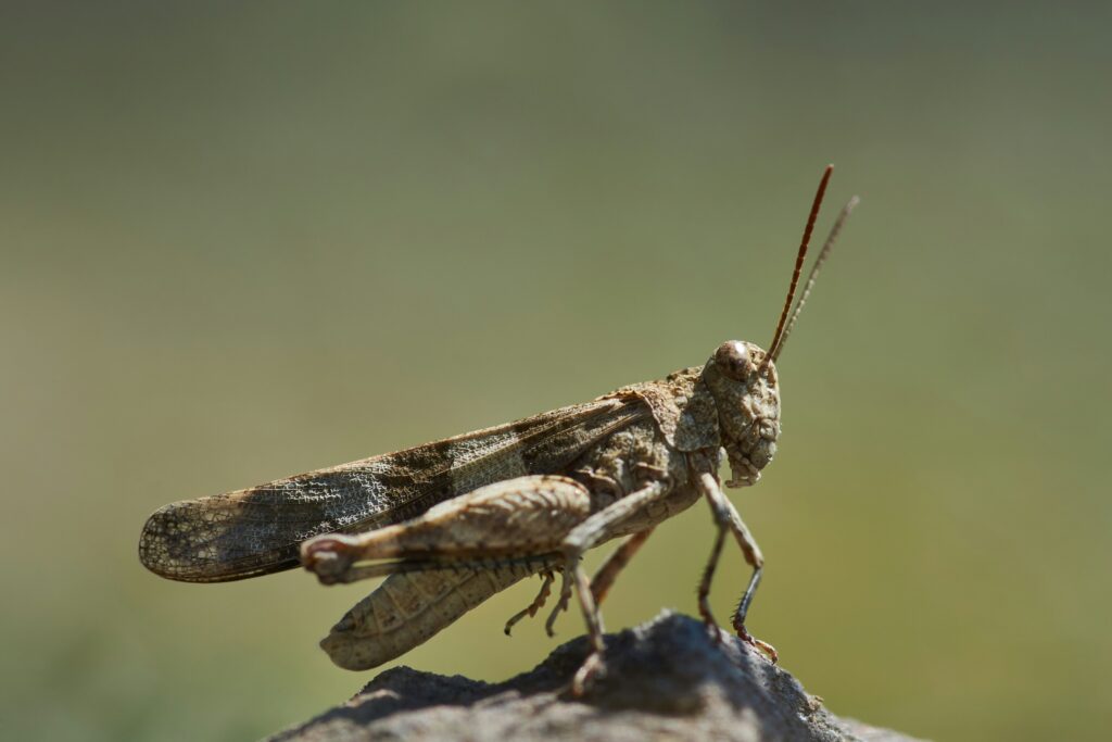 Magnified view of a cricket’s foreleg with tympanal organ visible