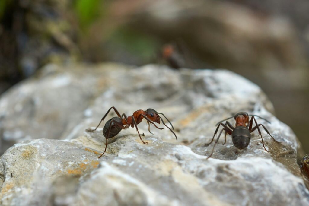 Healthy soil ecosystem with visible ant activity as a sign of fertility