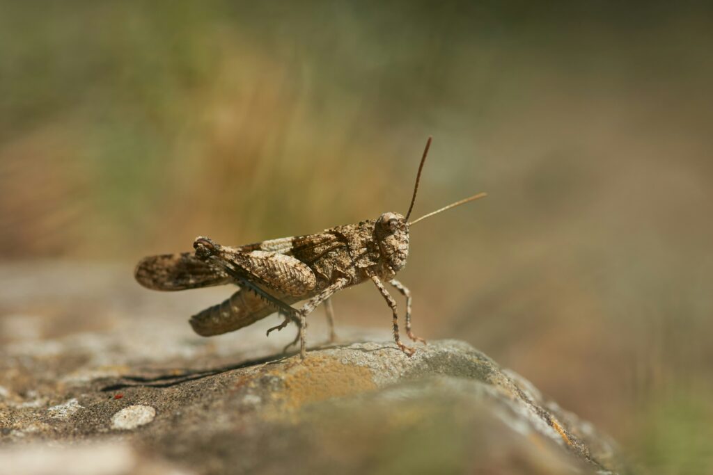A swarm of locusts descending on a field, stripping crops and foliage