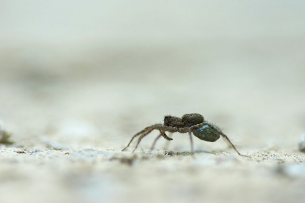 Ant clinging to grass blade due to liver fluke behavioral control