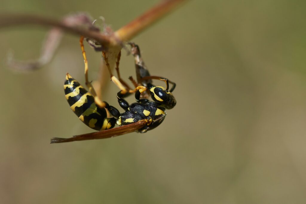 Farmland with flowering plants and natural shelters supporting wasp populations

