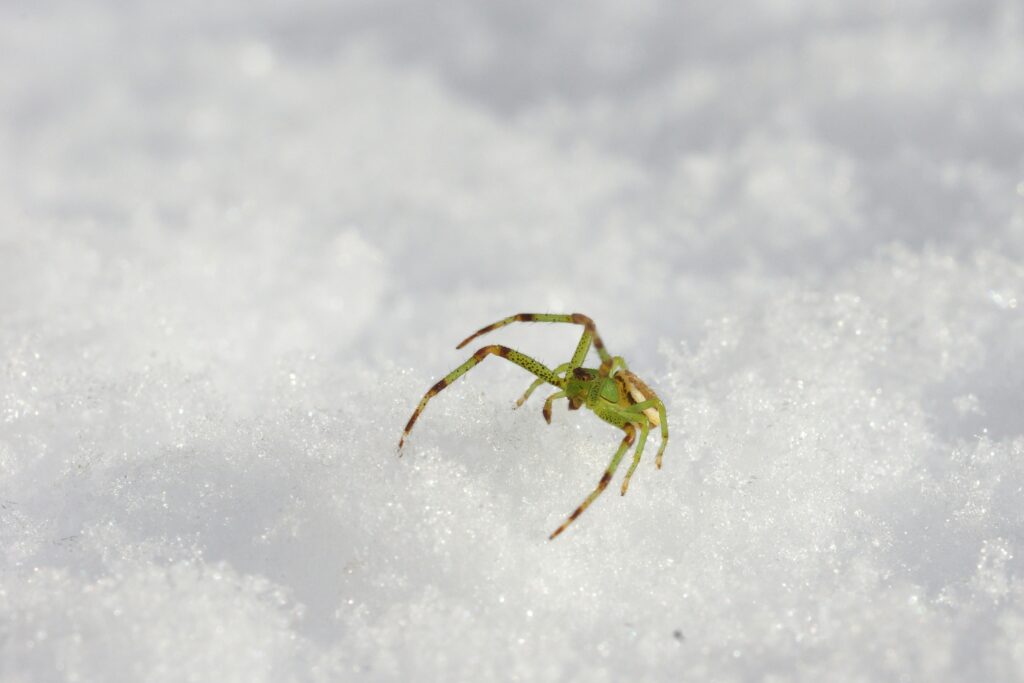 An arctic spider navigating through snowy terrain with cold adaptations