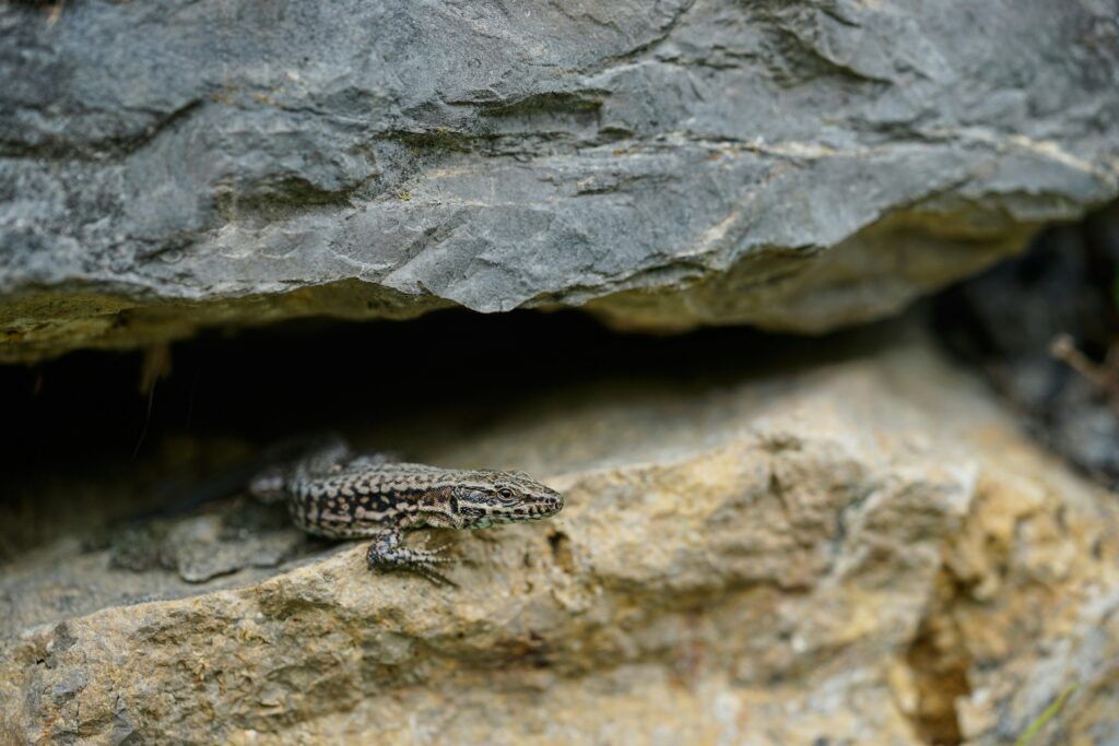 Protected cave habitat supporting endemic insects