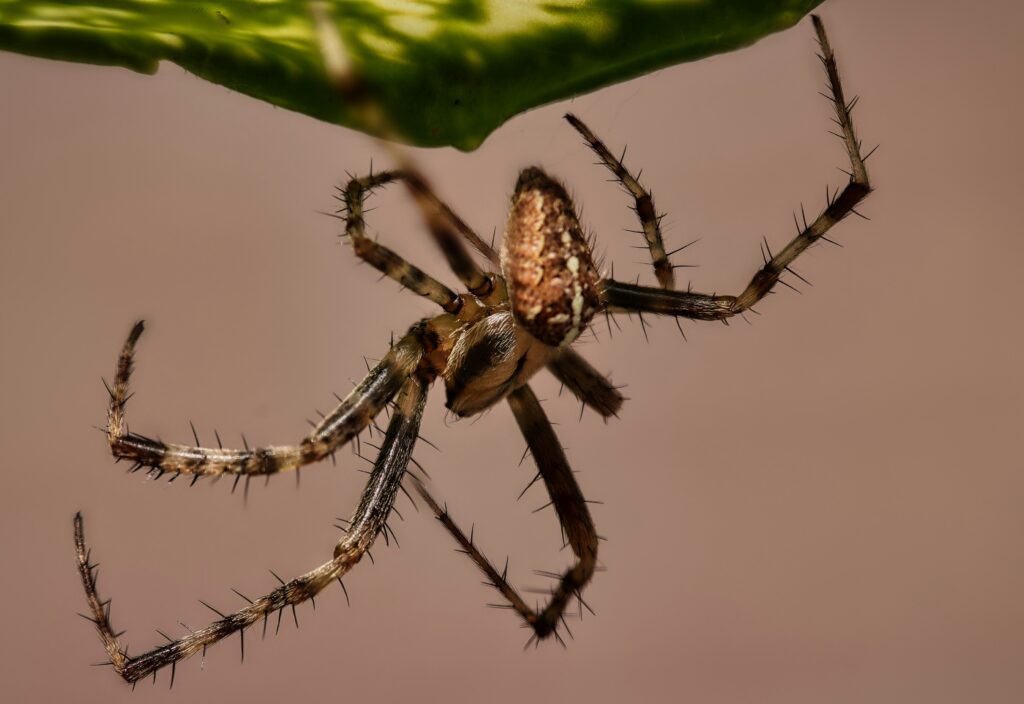 Side-by-side comparison of a black widow and a brown recluse spider