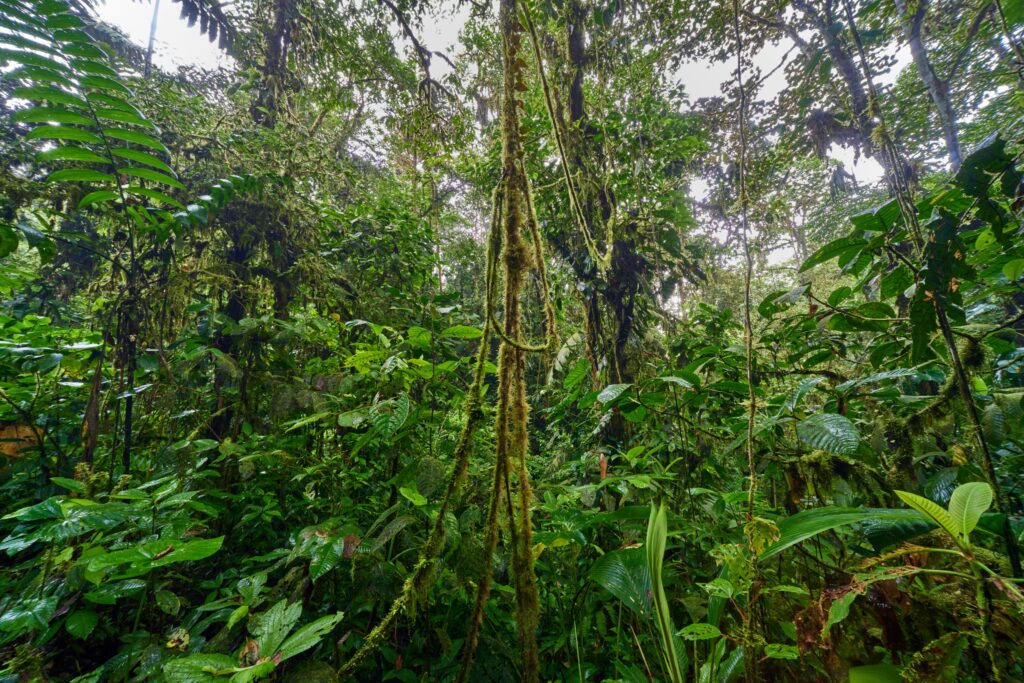 A protected forest area supporting long-lived insect species