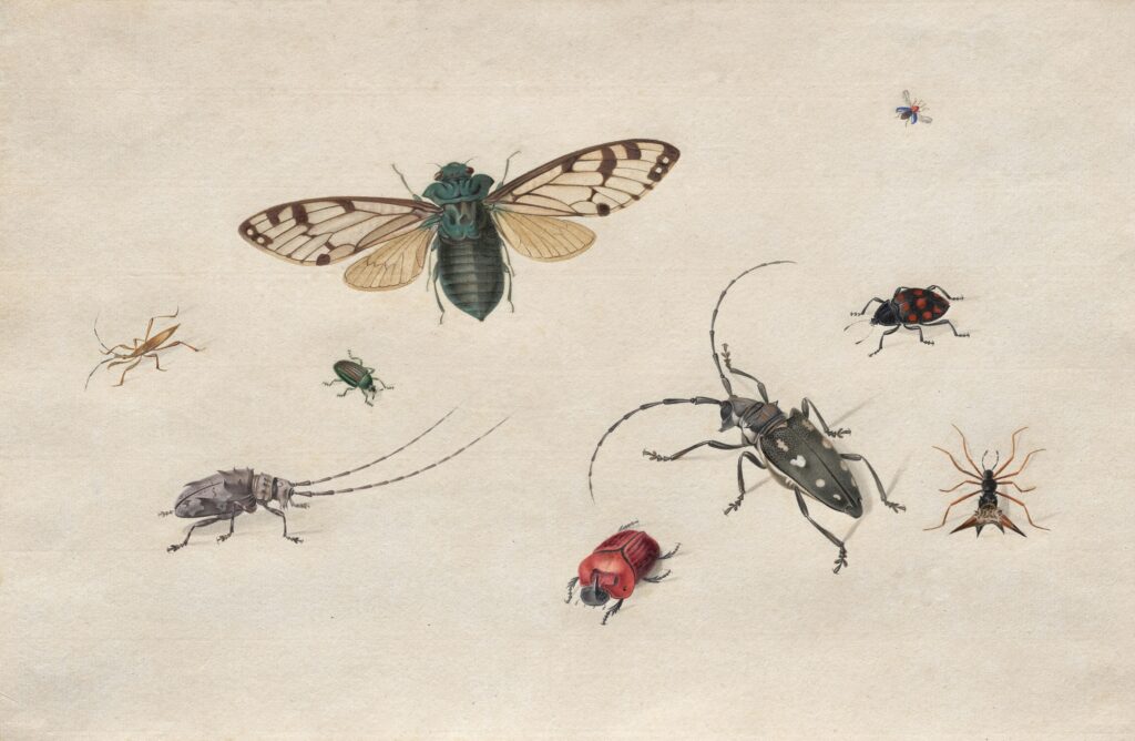 forensic insects decomposing animal