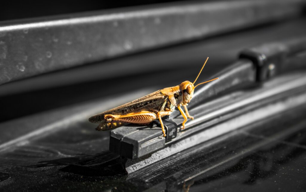 Wasps nesting inside a grounded airplane's wing and engine vents