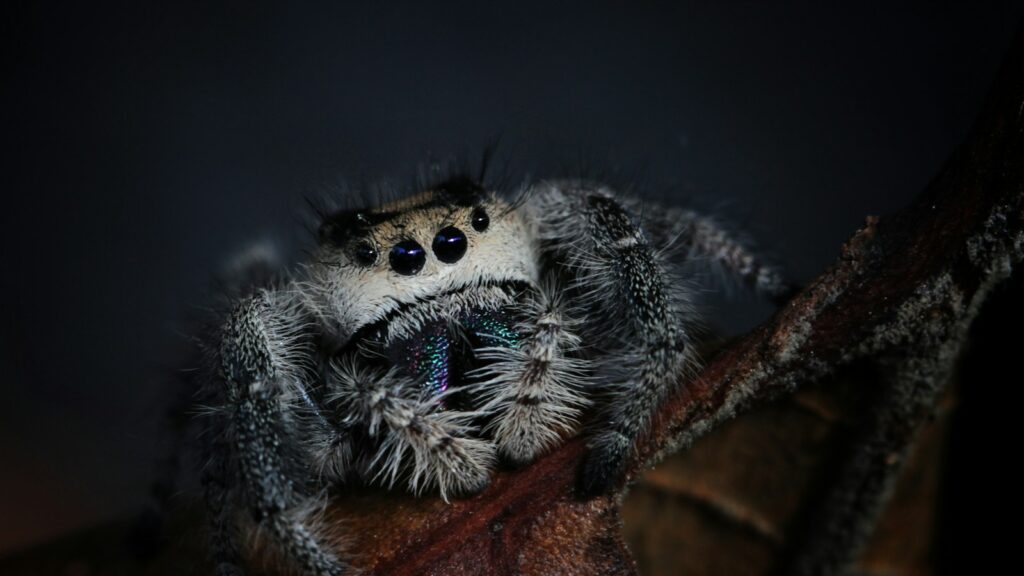 Close-up of a fuzzy jumping spider with iridescent fangs and multiple black eyes.