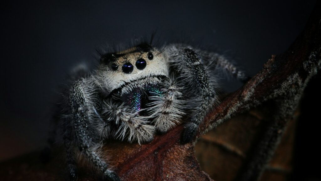Close-up of a hairy jumping spider on a brown leaf in low light