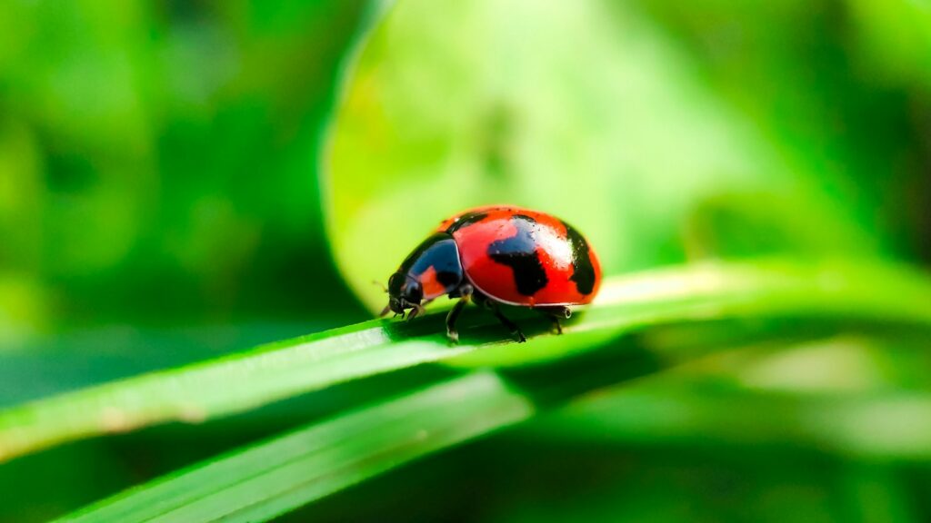 Bright red ladybug with black spots walking on a green leaf, ready to defend itself with precision chemical targeting.