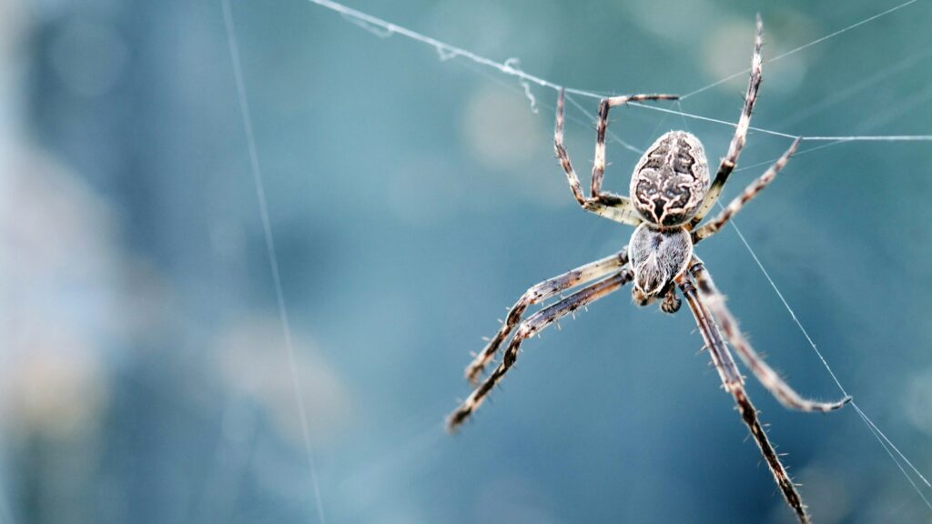 Brown orb-weaver spider suspended on its silk web against a blue blurred background