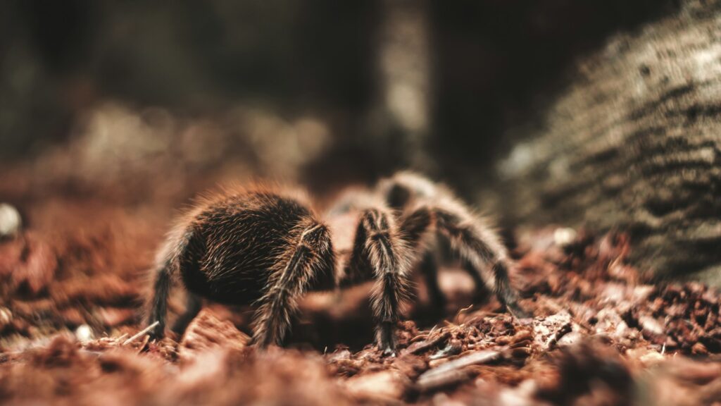 Close-up of tarantula spider on forest floor for venom collection research.
