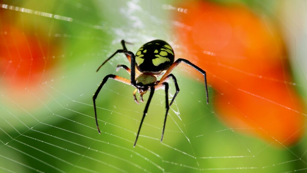 Bright green spider on web with blurred red and green background.