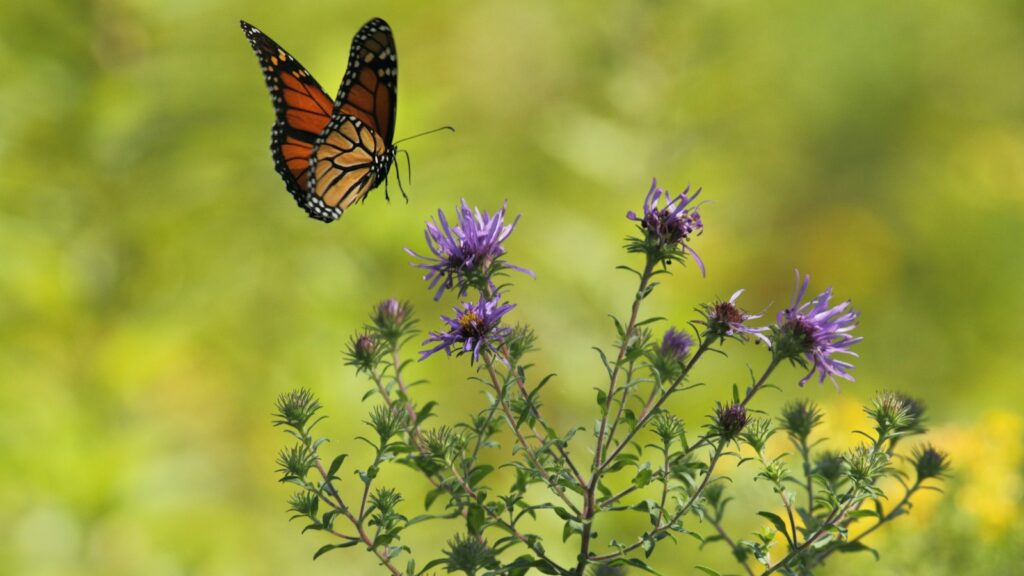 Monarch butterfly hovering above purple wildflowers