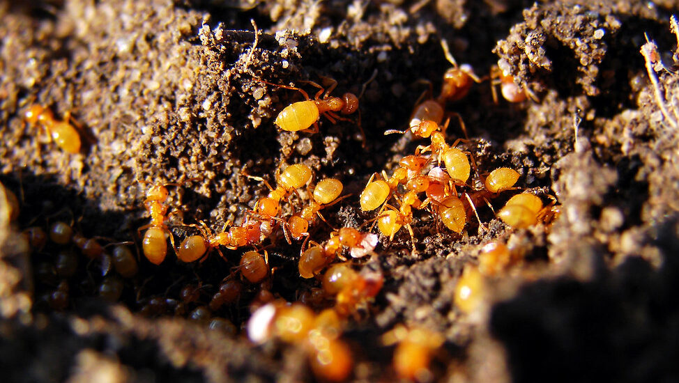 Close-up of red ants crawling over soil