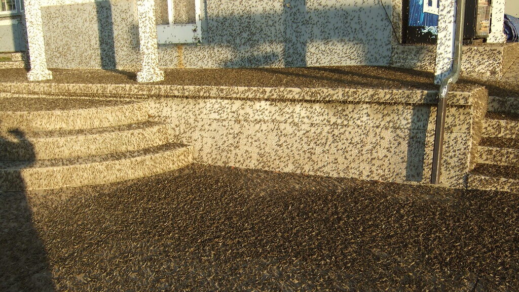 Massive mayfly swarm covering a building and ground