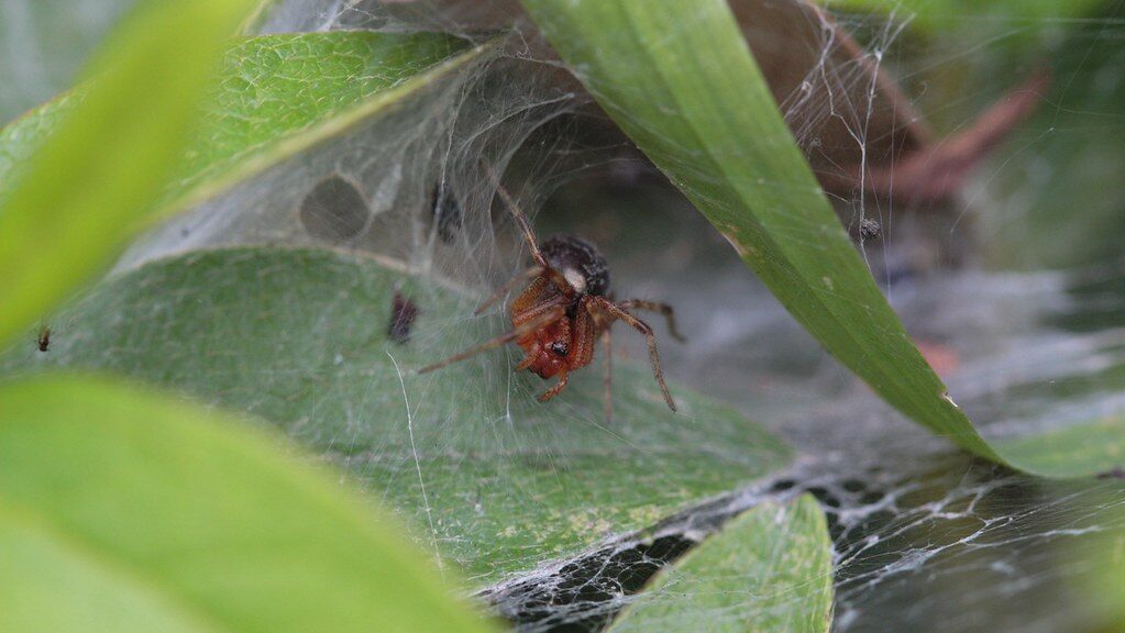 Spider lurking in a dense web among green garden leaves.