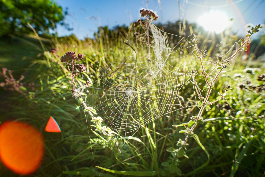 spider web on purple flower