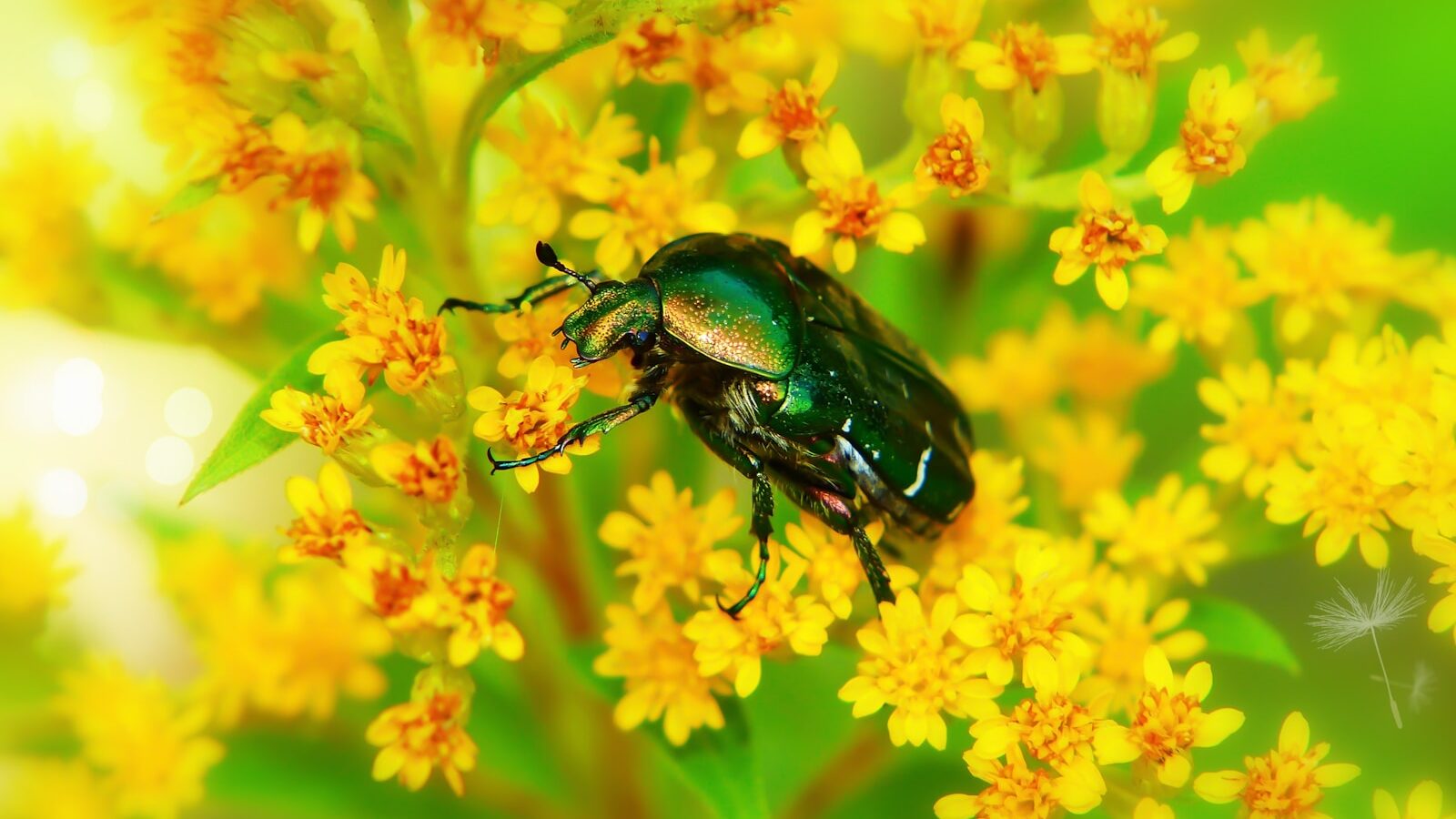 Metallic green beetle on vibrant yellow wildflowers in a sunny garden.
