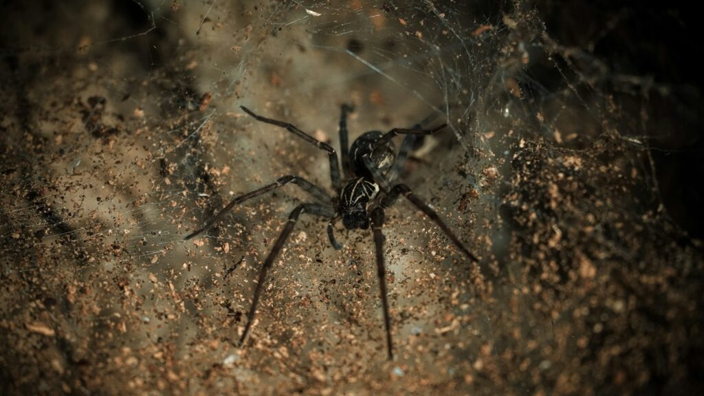Dark spider in its dusty web burrow