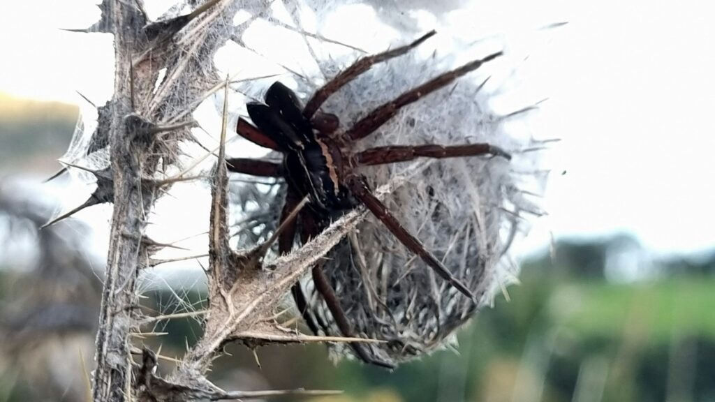 Spider on thistle nest