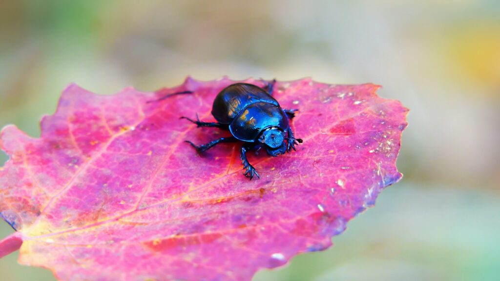 Shiny black beetle on a vivid autumn leaf