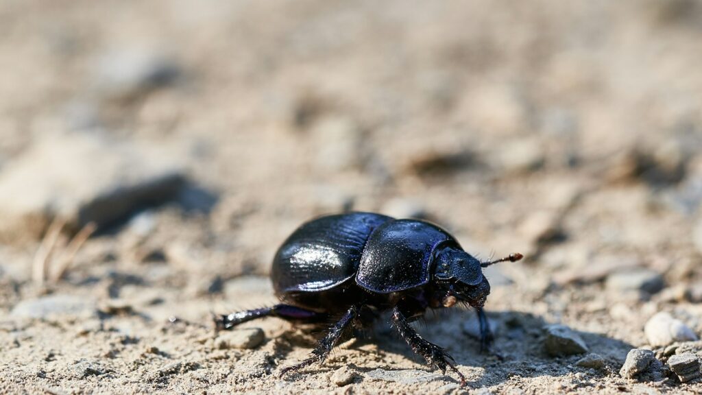 Shiny black beetle walking on dry soil.