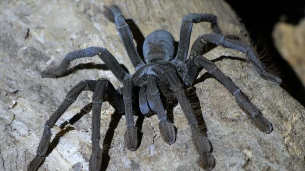 Dark blue-black tarantula on rocky surface